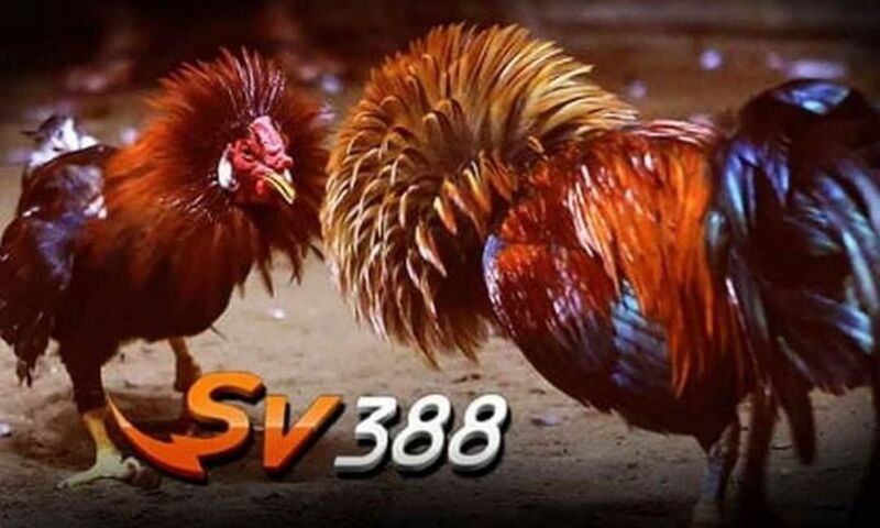Đá gà SV388 Trực Tiếp hot nhất Việt Nam – Hỗ trợ 24/7