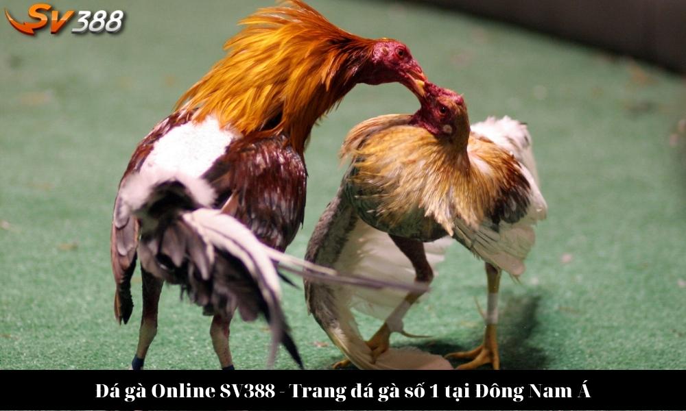 Đá gà Online SV388 – Trang đá gà số 1 tại Đông Nam Á